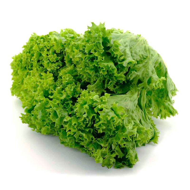 Lechuga-rizada