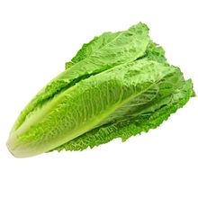 Lechuga romana